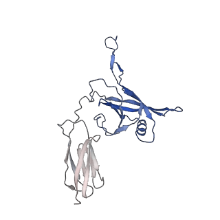 35825_8iyl_C_v1-3
Tail tip conformation 2 of phage lambda tail