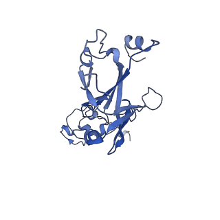 35825_8iyl_L_v1-3
Tail tip conformation 2 of phage lambda tail