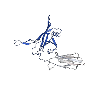 35825_8iyl_S_v1-3
Tail tip conformation 2 of phage lambda tail