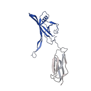 35825_8iyl_T_v1-3
Tail tip conformation 2 of phage lambda tail
