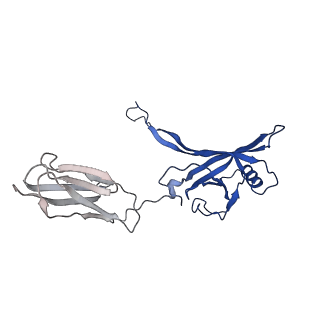 35825_8iyl_b_v1-3
Tail tip conformation 2 of phage lambda tail
