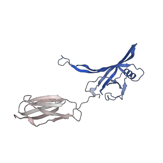 35825_8iyl_c_v1-3
Tail tip conformation 2 of phage lambda tail