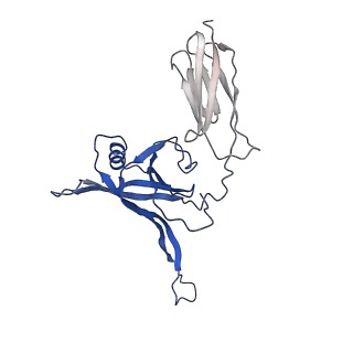 35825_8iyl_g_v1-3
Tail tip conformation 2 of phage lambda tail