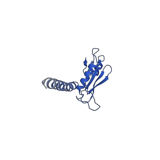 35862_8izd_D_v1-1
Cryo-EM structure of the C26-CoA-bound Lac1-Lip1 complex