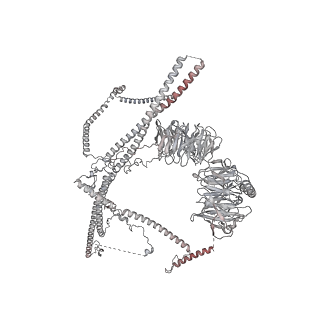 35888_8j07_i8_v1-1
96nm repeat of human respiratory doublet microtubule and associated axonemal complexes