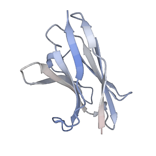 35932_8j1t_H_v1-1
Local refined cryo-EM structure of Omicron BA.5 RBD in complex with 8-9D Fab