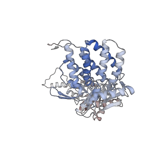 5391_3j1b_J_v1-2
Cryo-EM structure of 8-fold symmetric rATcpn-alpha in apo state