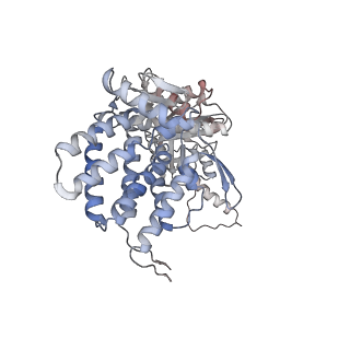 5391_3j1b_M_v1-2
Cryo-EM structure of 8-fold symmetric rATcpn-alpha in apo state