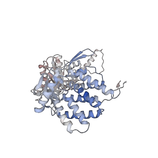 5391_3j1b_O_v1-2
Cryo-EM structure of 8-fold symmetric rATcpn-alpha in apo state