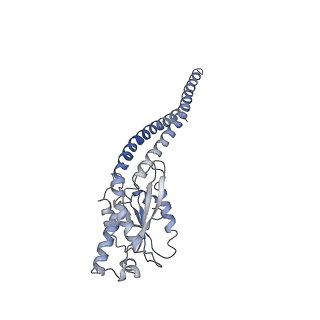 0677_6j5i_G_v1-1
Cryo-EM structure of the mammalian DP-state ATP synthase