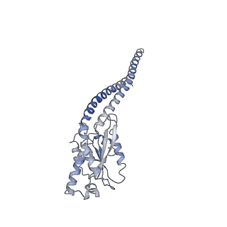 0677_6j5i_G_v1-2
Cryo-EM structure of the mammalian DP-state ATP synthase