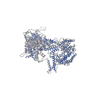 0691_6j6n_A_v1-1
Cryo-EM structure of the yeast B*-b1 complex at an average resolution of 3.86 angstrom