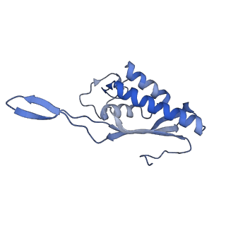 2644_3j7r_P_v1-4
Structure of the translating mammalian ribosome-Sec61 complex