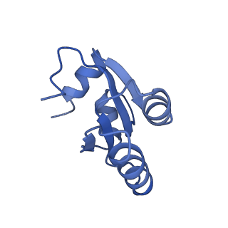 2644_3j7r_c_v1-4
Structure of the translating mammalian ribosome-Sec61 complex