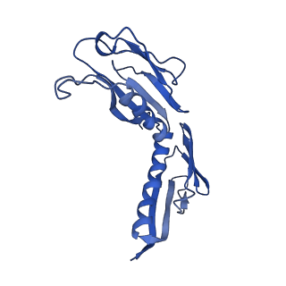 2646_3j7p_H_v1-4
Structure of the 80S mammalian ribosome bound to eEF2