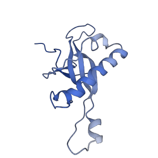 2646_3j7p_Z_v1-4
Structure of the 80S mammalian ribosome bound to eEF2