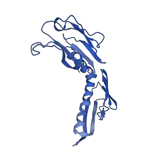 2650_3j7q_H_v1-4
Structure of the idle mammalian ribosome-Sec61 complex