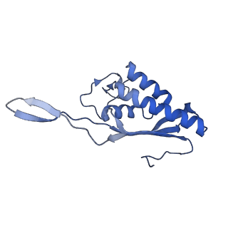 2650_3j7q_P_v1-4
Structure of the idle mammalian ribosome-Sec61 complex