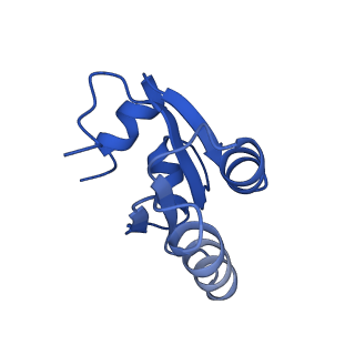 2650_3j7q_c_v1-4
Structure of the idle mammalian ribosome-Sec61 complex