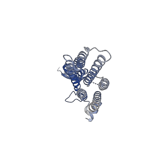 36050_8j7v_A_v1-0
Cryo-EM structure of hZnT7-Fab complex in zinc-unbound state, determined in heterogeneous conformations- one subunit in an inward-facing and the other in an outward-facing conformation