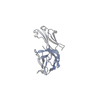 36051_8j7w_C_v1-0
Cryo-EM structure of hZnT7-Fab complex in zinc state 2, determined in heterogeneous conformations- one subunit in an inward-facing zinc-bound and the other in an outward-facing zinc-bound conformation