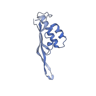 6057_3j7z_S_v1-2
Structure of the E. coli 50S subunit with ErmCL nascent chain