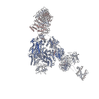 8073_5j8v_D_v1-2
Structure of rabbit ryanodine receptor RyR1 open state activated by calcium ion