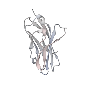 9782_6j8i_C_v1-2
Structure of human voltage-gated sodium channel Nav1.7 in complex with auxiliary beta subunits, ProTx-II and tetrodotoxin (Y1755 up)