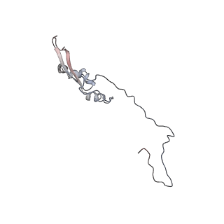 2699_3j9g_1_v1-2
Atomic model of the VipA/VipB, the type six secretion system contractile sheath of Vibrio cholerae from cryo-EM