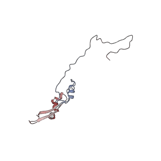 2699_3j9g_W_v1-1
Atomic model of the VipA/VipB, the type six secretion system contractile sheath of Vibrio cholerae from cryo-EM