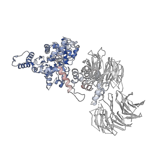 2870_3j9k_A_v1-2
Structure of Dark apoptosome in complex with Dronc CARD domain