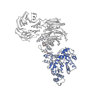 2870_3j9k_E_v1-1
Structure of Dark apoptosome in complex with Dronc CARD domain