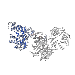 2870_3j9k_K_v1-1
Structure of Dark apoptosome in complex with Dronc CARD domain