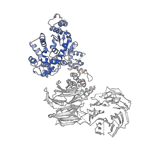 2870_3j9k_M_v1-1
Structure of Dark apoptosome in complex with Dronc CARD domain