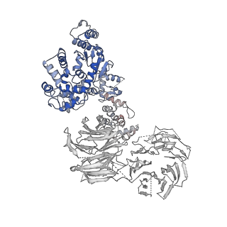 2870_3j9k_M_v1-2
Structure of Dark apoptosome in complex with Dronc CARD domain