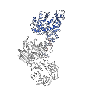 2870_3j9k_O_v1-1
Structure of Dark apoptosome in complex with Dronc CARD domain