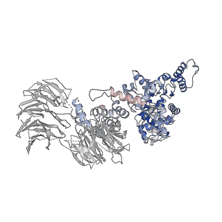 2870_3j9k_W_v1-2
Structure of Dark apoptosome in complex with Dronc CARD domain