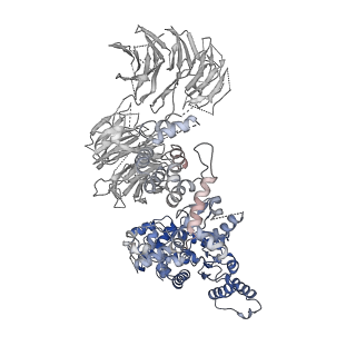 2870_3j9k_a_v1-2
Structure of Dark apoptosome in complex with Dronc CARD domain