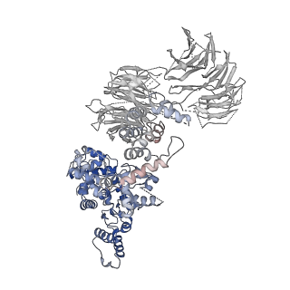 2870_3j9k_c_v1-1
Structure of Dark apoptosome in complex with Dronc CARD domain
