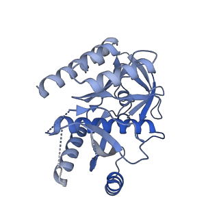 2876_3j9m_7_v1-1
Structure of the human mitochondrial ribosome (class 1)