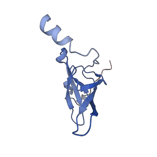 6311_3j9y_P_v1-2
Cryo-EM structure of tetracycline resistance protein TetM bound to a translating E.coli ribosome