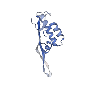6311_3j9y_S_v1-2
Cryo-EM structure of tetracycline resistance protein TetM bound to a translating E.coli ribosome