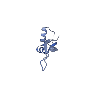 6311_3j9y_X_v1-2
Cryo-EM structure of tetracycline resistance protein TetM bound to a translating E.coli ribosome