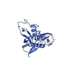 9785_6j9e_B_v1-3
Cryo-EM structure of Xanthomonos oryzae transcription elongation complex with NusA and the bacteriophage protein P7