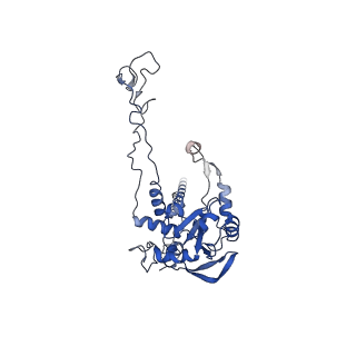 3038_3jag_C_v1-2
Structure of a mammalian ribosomal termination complex with ABCE1, eRF1(AAQ), and the UAA stop codon