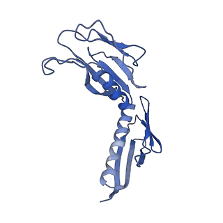 3038_3jag_H_v1-2
Structure of a mammalian ribosomal termination complex with ABCE1, eRF1(AAQ), and the UAA stop codon
