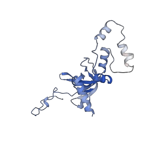 3038_3jag_II_v1-2
Structure of a mammalian ribosomal termination complex with ABCE1, eRF1(AAQ), and the UAA stop codon