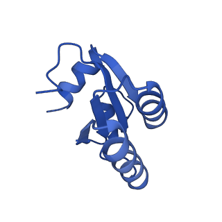 3038_3jag_c_v1-2
Structure of a mammalian ribosomal termination complex with ABCE1, eRF1(AAQ), and the UAA stop codon
