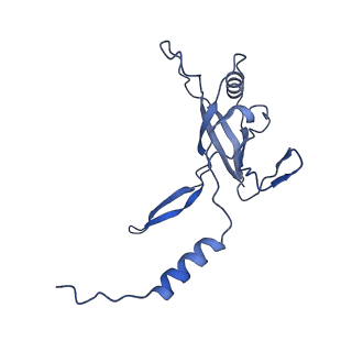 36130_8jan_d_v1-0
In situ structures of the ultra-long extended tail of Myoviridae phage P1