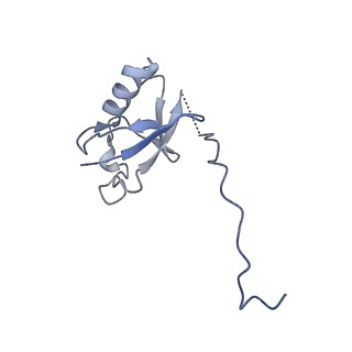 36131_8jaq_C_v1-1
Structure of CRL2APPBP2 bound with RxxGP degron (tetramer)